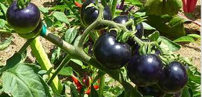 Cà chua đen độc đáo