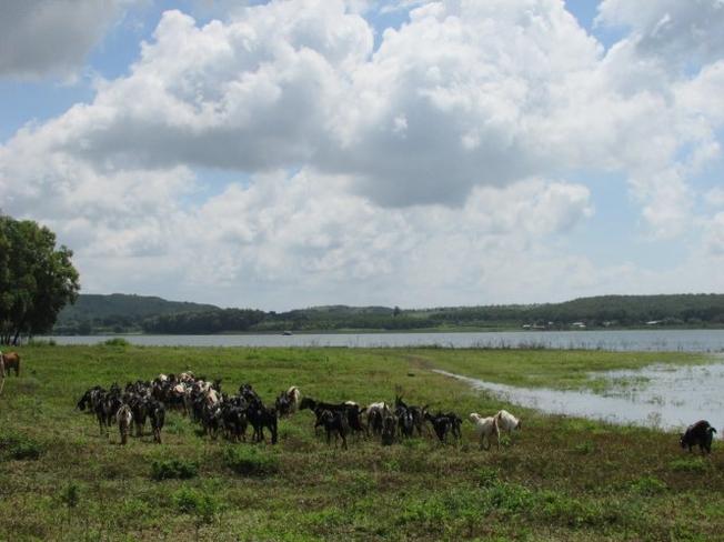 The herd of goats leisurely graze along the lake in a peaceful countryside afternoon