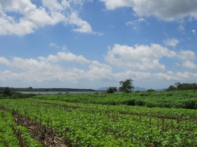 Lush cassava fields around Da Bang Lake