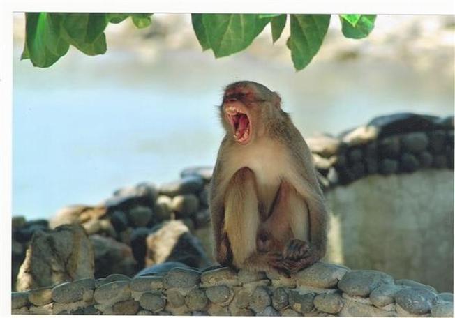 Chú khỉ đáng yêu trên đảo khỉ nha trang