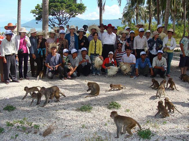 Du khách ngắm nhìn bầy Khỉ trên đảo