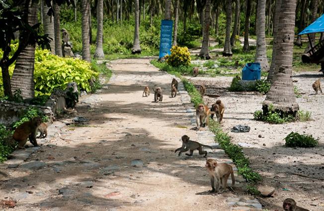 Đàn khỉ nuôi tự nhiên trên đảo khỉ nha trang
