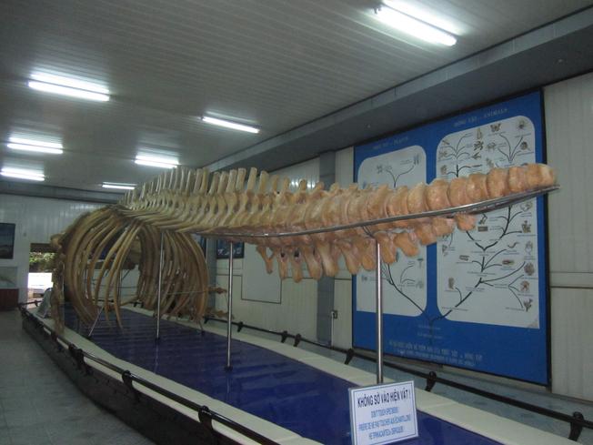 Bộ xương cá voi tại viện hải dương học