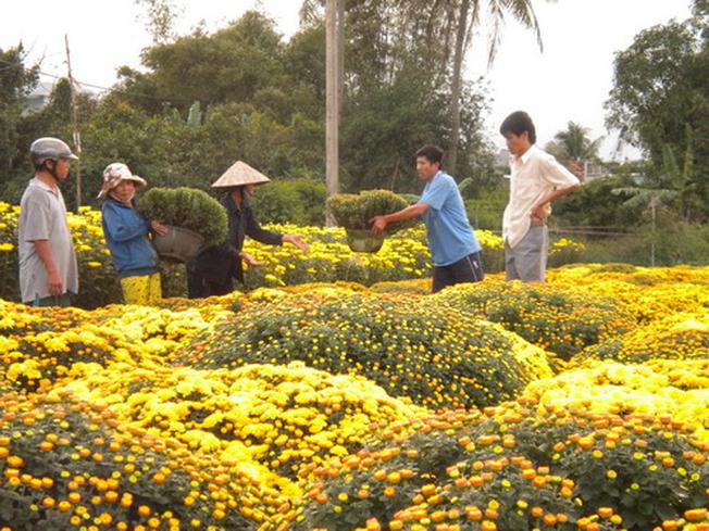 Chợ hoa vạn thọ Võ Cảnh Nha Trang