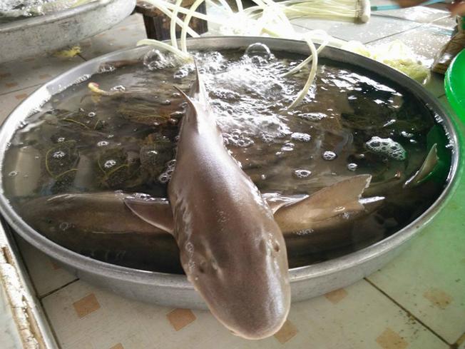 Cá nhám một loại sản vật quý của xứ biển miền Trung