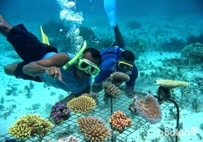 Lặn biển ngắm san hô là trải nghiệm tuyệt vời khi du khách đến Ghềnh Bàng