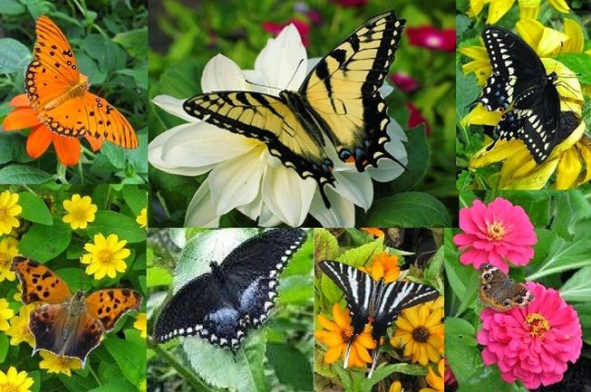 Vườn bướm nhiệt đới Địa điểm du lịch mới lạ tại Đà Nẵng