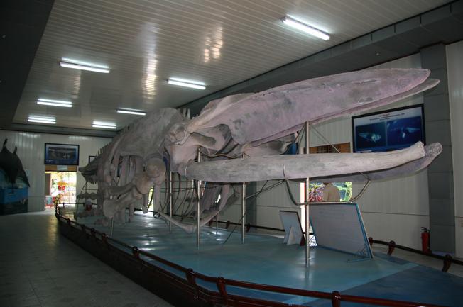Bộ xương cá voi khổng lồ tại Viện Hải dương học