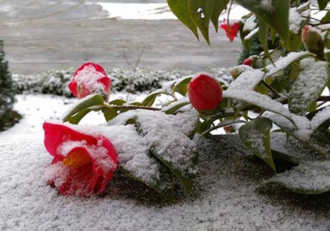 Cận cảnh những hình ảnh tuyết rơi trắng xóa tại Sapa