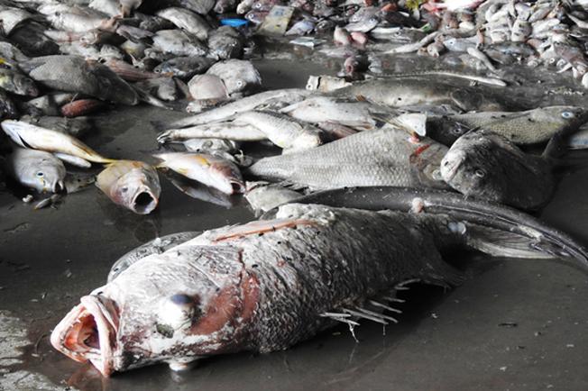 Biển nhiễm độc gây cá chết